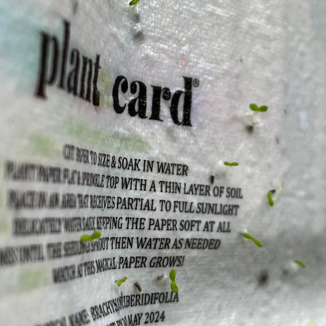 🌱💌 Planting Joy: How to Grow Beautiful Plants from Seed Paper 🌿🌼 - Plantacard