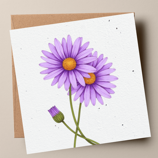 Swan River Daisy Plantable Card (MOQ 25)